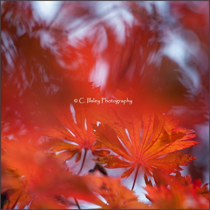 Herbstimpressionen - Pflanzen