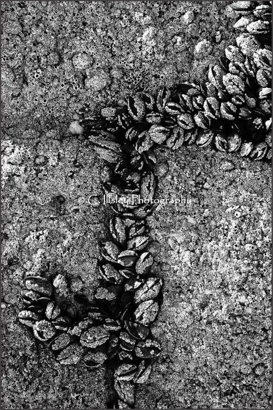 Muschelkolonie - Abstrakte Bilder