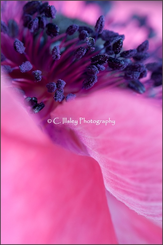 Anemone 1 - Pflanzen
