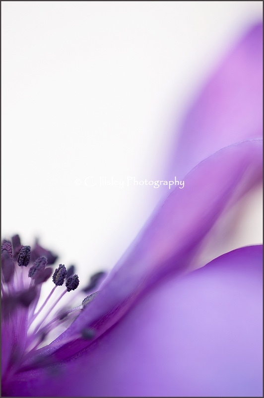 Anemone 2 - Pflanzen