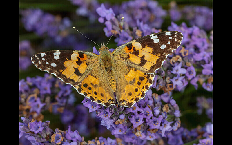 =3rd Place (Digital) - Competition 3b 'Open'