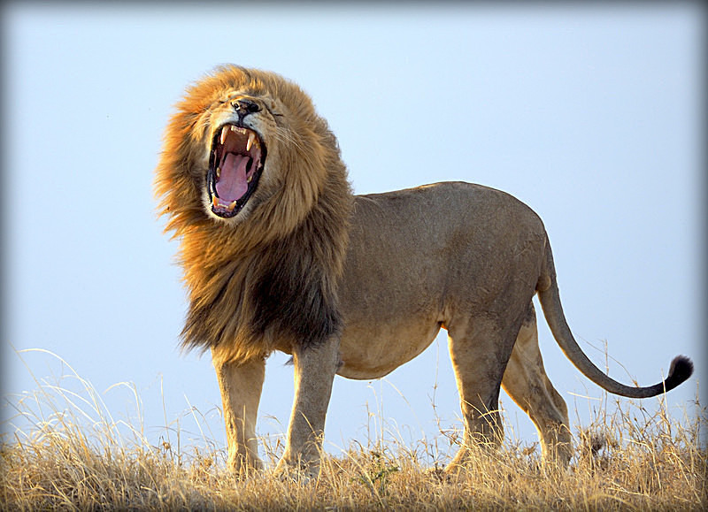King of the Jungle - Pat Allan