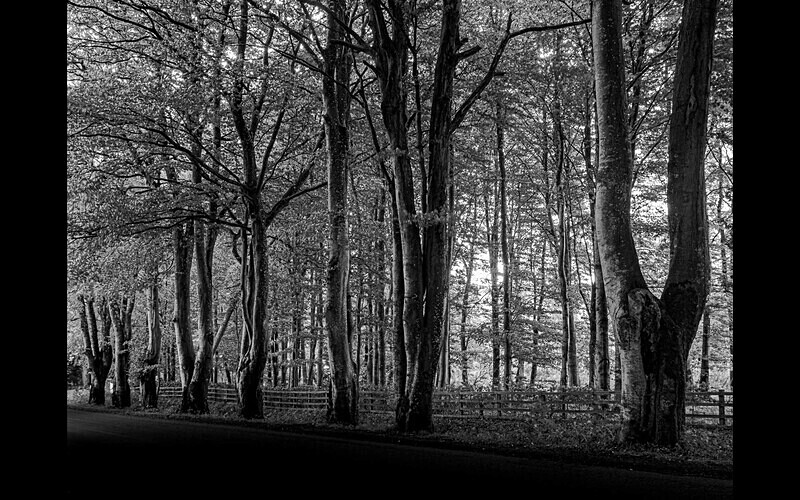  - Themed Subject 2 - Flowers and Trees