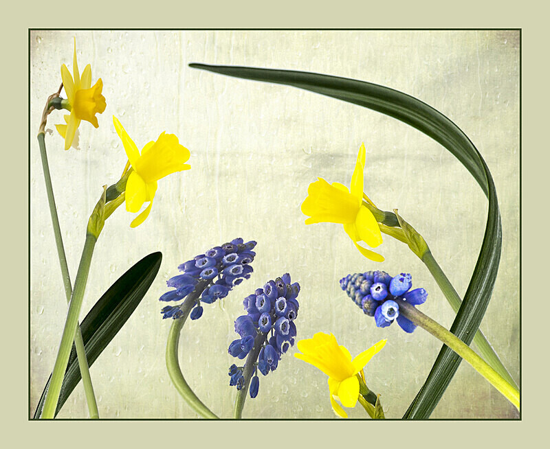 Spring Montage - Kate Cummings