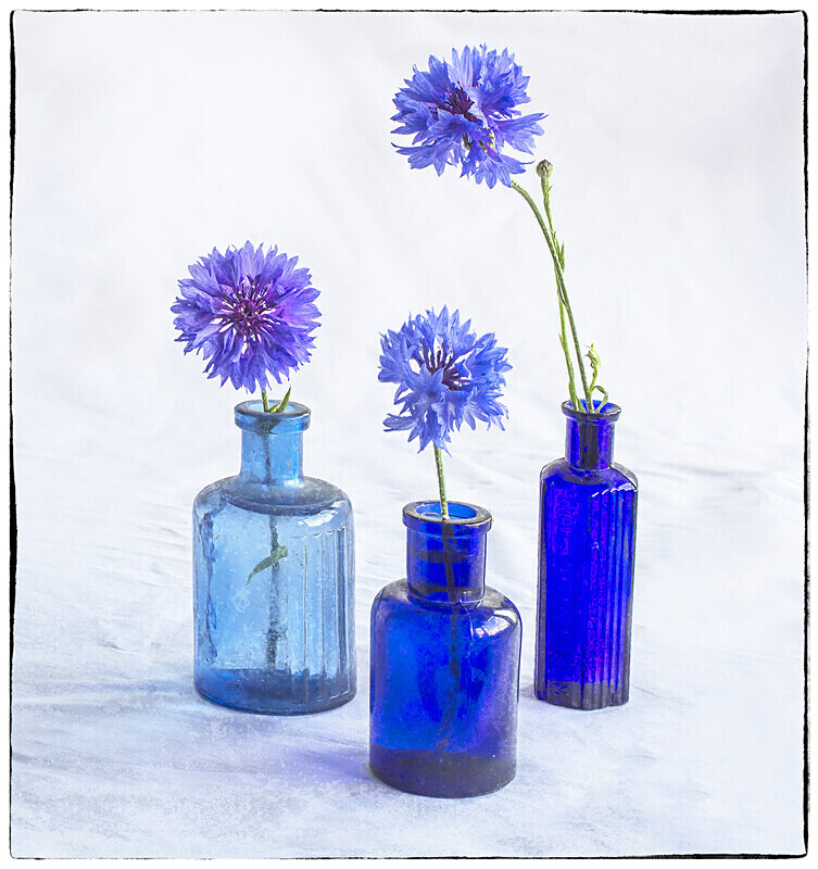 Cornflower blues - Kate Cummings