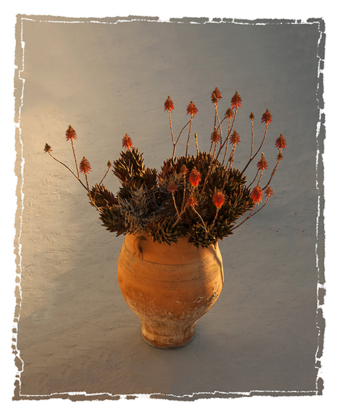 Cactus in Pot - Kate Cummings