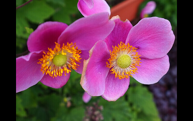  - Themed Subject 2 - Flowers and Trees