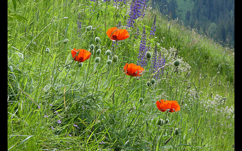  - Themed Subject 2 - Flowers and Trees