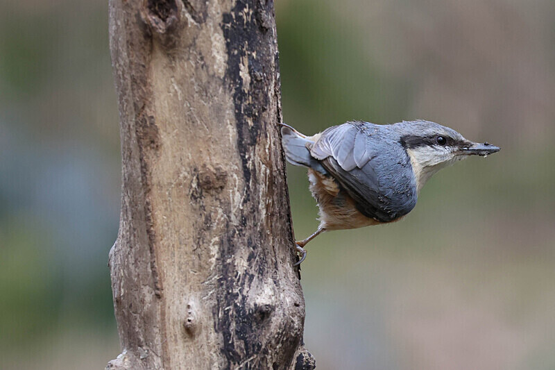 Nuthatch - Tim Bailey