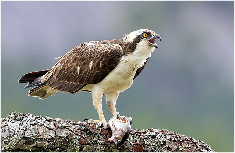 Osprey - Pat Allan