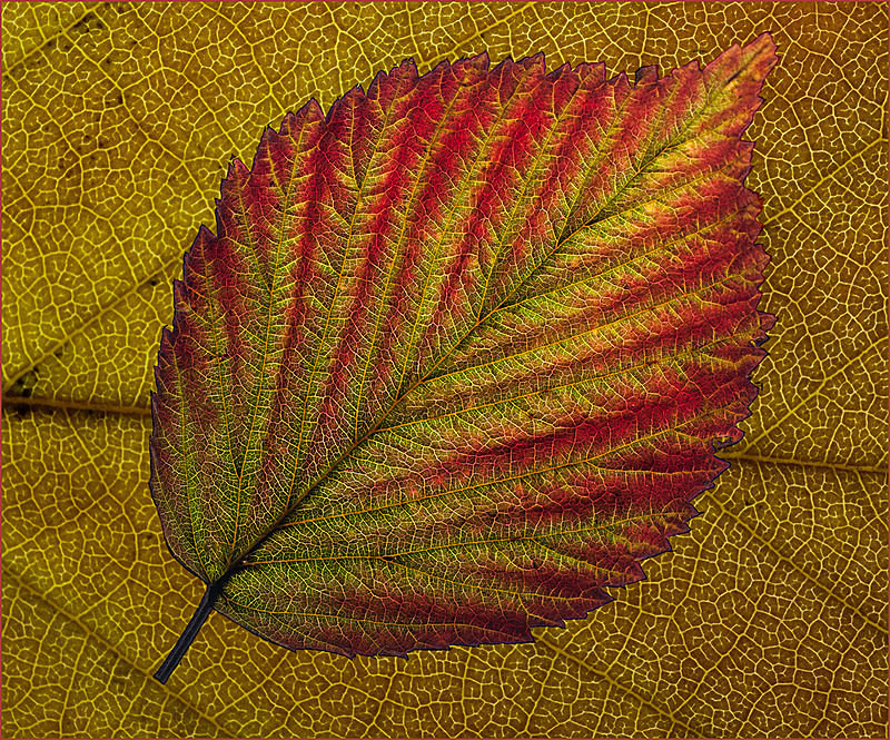 Autumn - John McConnellogue