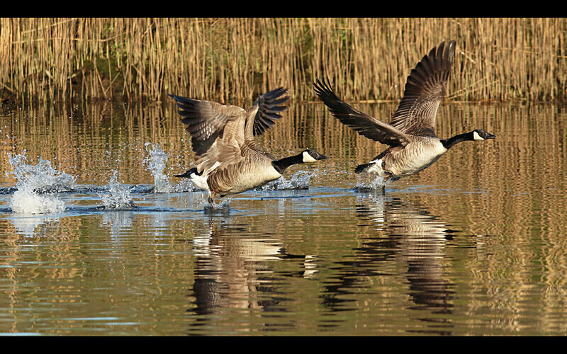 =2nd Place (Digital) - Competition 3b 'Open'