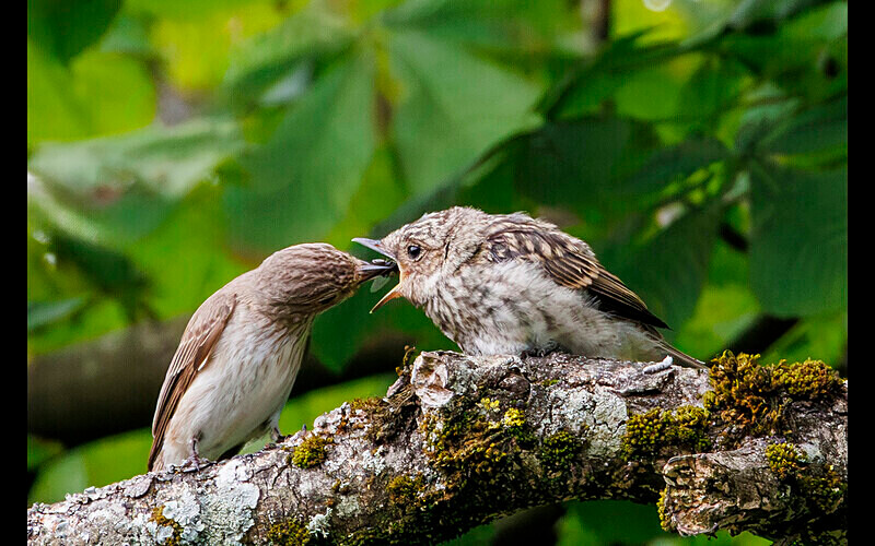 =2nd Place (Digital A) - Competition 3a 'Open'