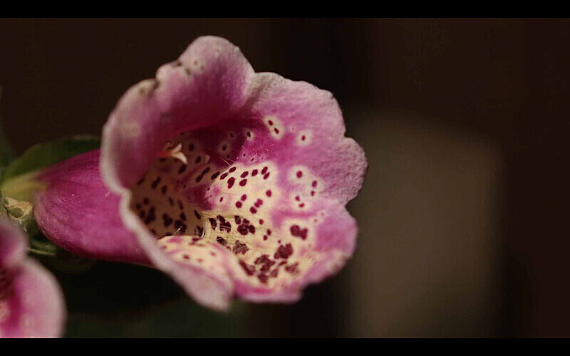  - Themed Subject 2 - Flowers and Trees