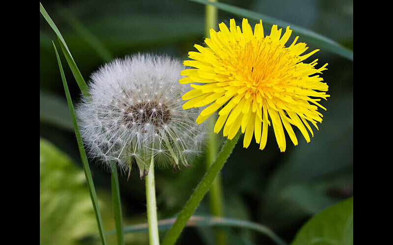  - Themed Subject 2 - Flowers and Trees