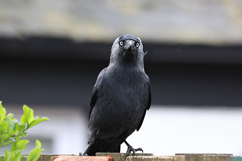 Jackdaw - Tim Bailey
