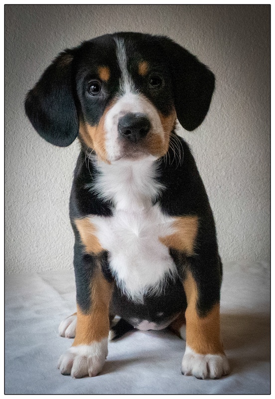 Irma (Izzy) - Entlebucher Sennenhund Mountain Dogs