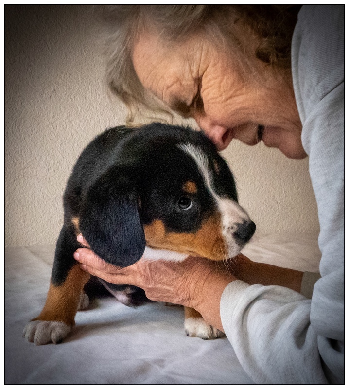 Maja with Ragnar - Entlebucher Sennenhund Mountain Dogs