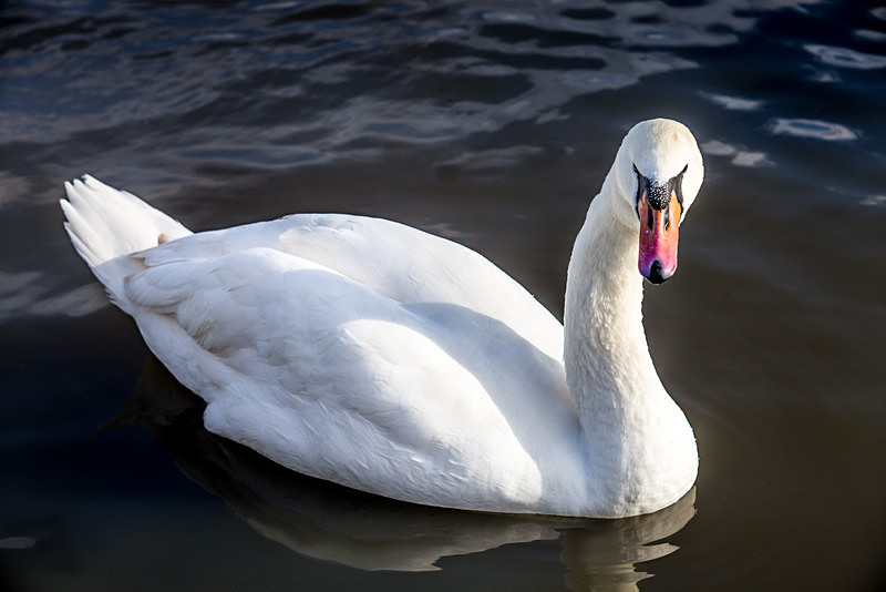 Slimbridge Swan - People & Animals
