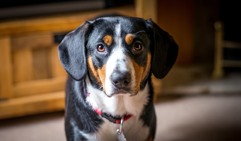 Izzy At Home - Entlebucher Sennenhund Mountain Dogs