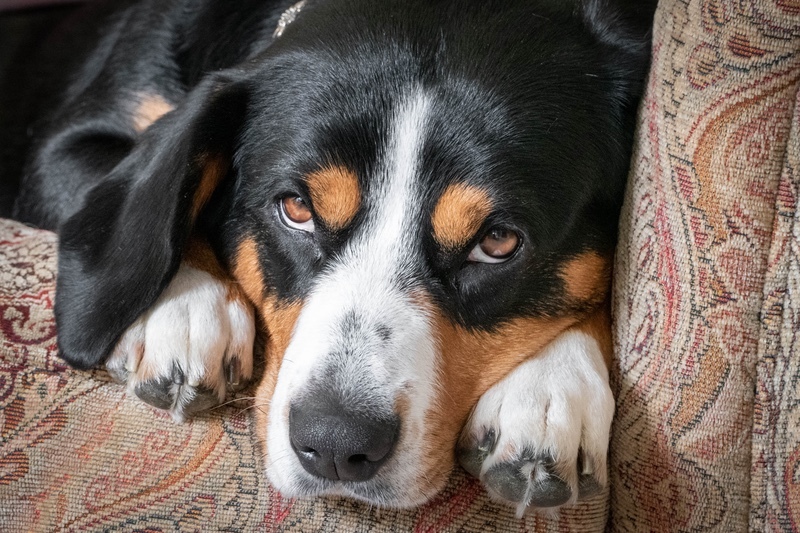 Izzy - Entlebucher Sennenhund Mountain Dogs