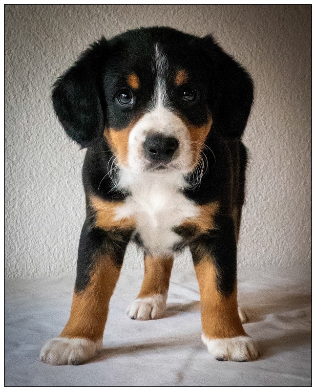 Ivo (Irax) - Entlebucher Sennenhund Mountain Dogs