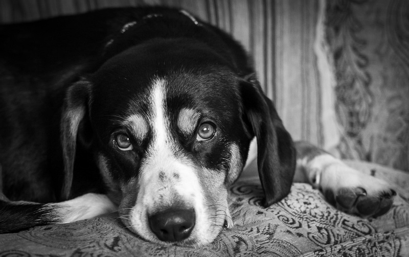 Izzy - Entlebucher Sennenhund Mountain Dogs