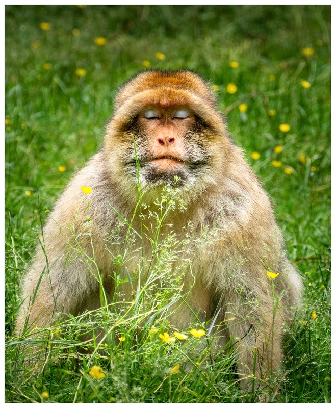 Meditation - People & Animals