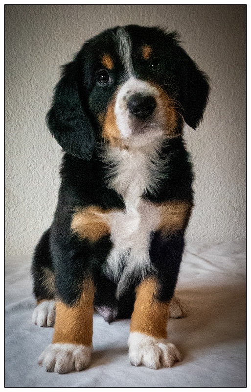 Irko - Entlebucher Sennenhund Mountain Dogs