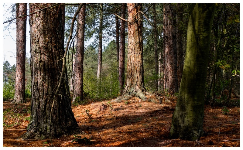 Osmaston Park Pine Trees - Derbyshire Landscapes
