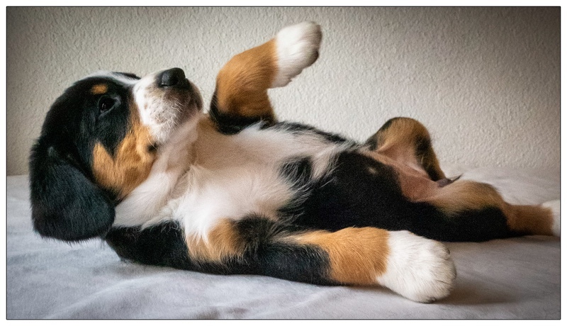 Ieli - Entlebucher Sennenhund Mountain Dogs