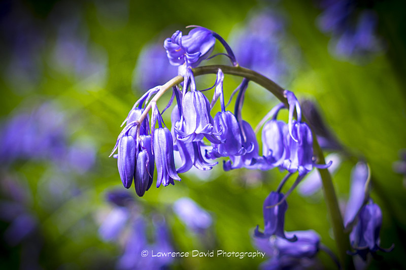 Bluebells - Street