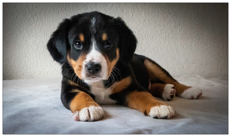 Iuri (Ivor) - Entlebucher Sennenhund Mountain Dogs