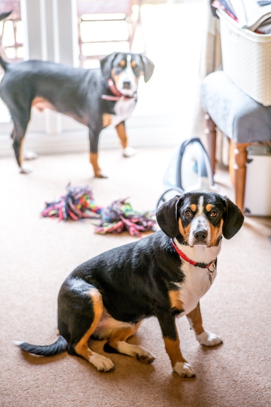 Izzy With Salvo In The Background - Entlebucher Sennenhund Mountain Dogs
