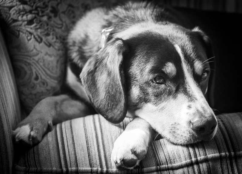 Salvo - Entlebucher Sennenhund Mountain Dogs
