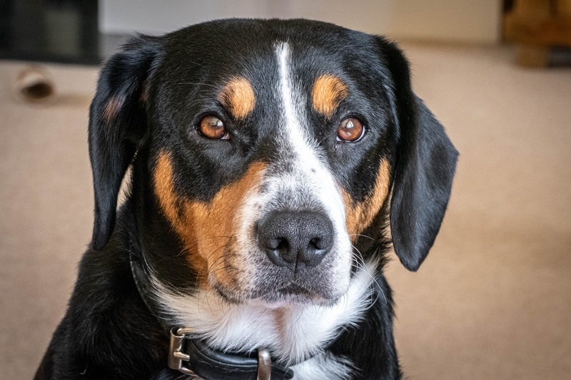 Salvo - Entlebucher Sennenhund Mountain Dogs