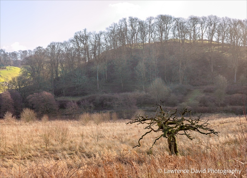 The Dead Tree at Wolfscote Dale - Derbyshire Landscapes