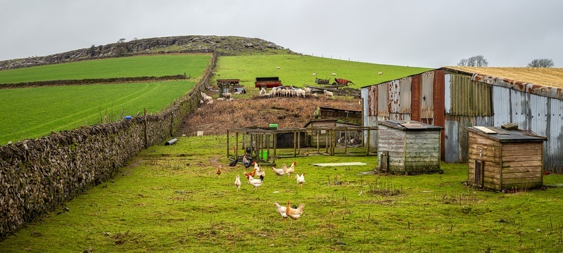 Feeding Time Near Minninglow - Derbyshire Landscapes