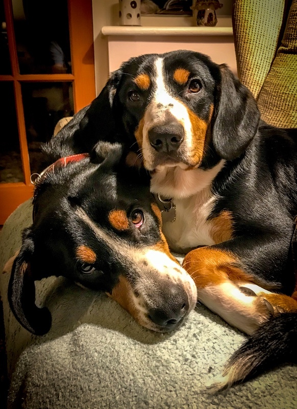 Salvo And Izzy - Entlebucher Sennenhund Mountain Dogs