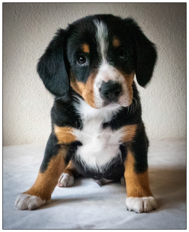 Ragnar (Ivar) - Entlebucher Sennenhund Mountain Dogs