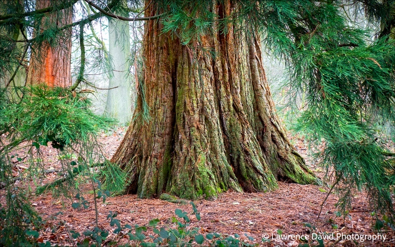 Osmaston Park Redwood - Derbyshire Landscapes