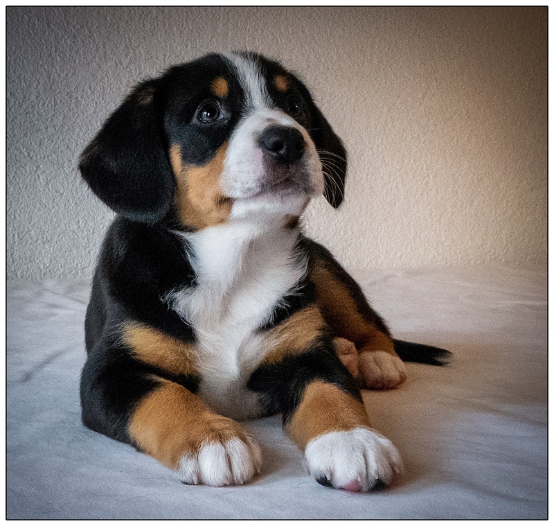 Sierra (Inka) - Entlebucher Sennenhund Mountain Dogs