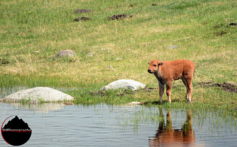 DSC_5267 - Bison & Horses