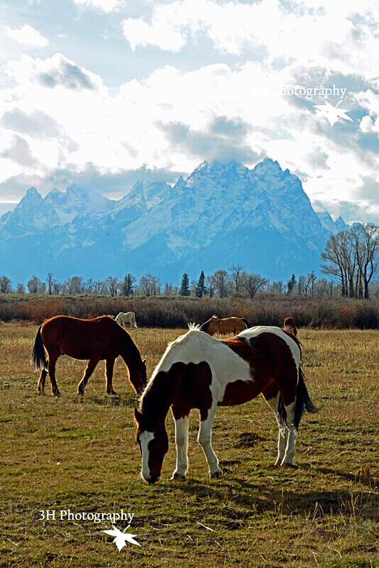 _DSC9674 - Bison & Horses