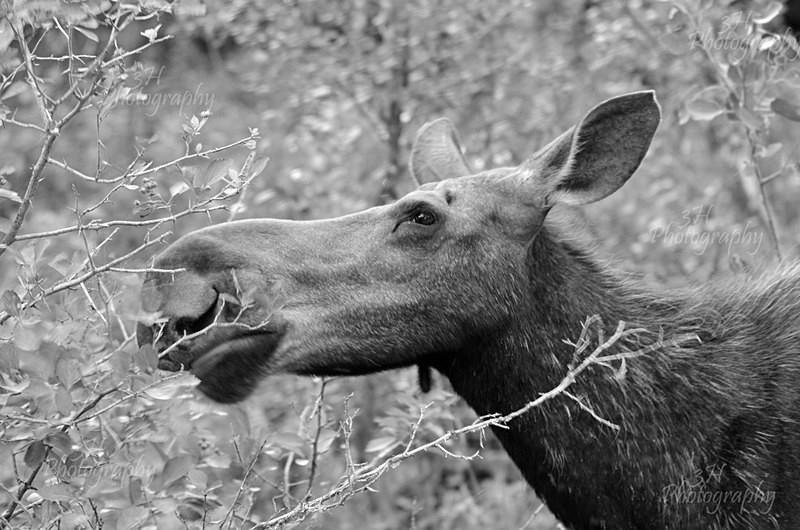 Quiet Power  BW - Moose & Pronghorn (Antelope)