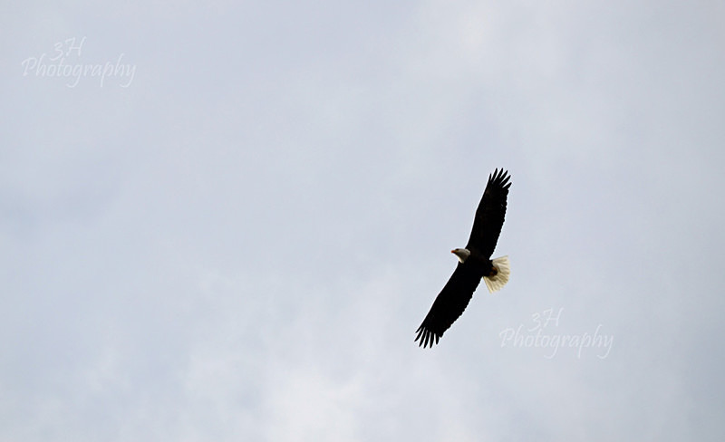 Circling In - Raptors & Other Winged Friends