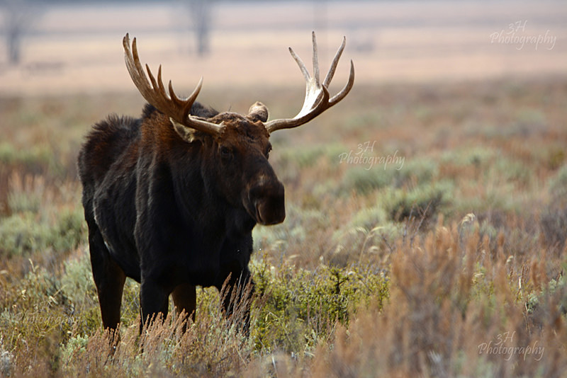 Survived the Rut - Moose & Pronghorn (Antelope)
