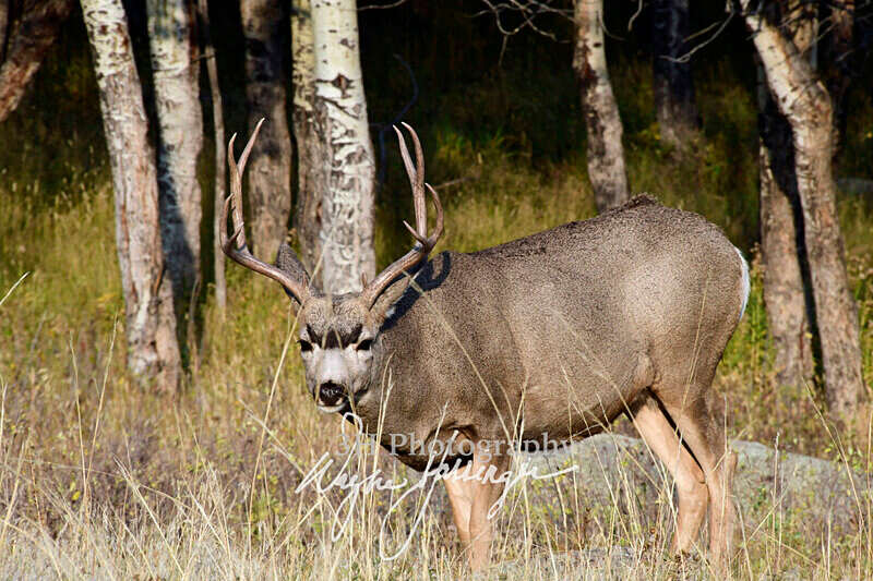 3HPhotography10-6-24_RMNP_0273_ - New Limited Editions - Rocky Mountain National Park