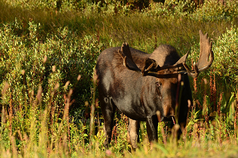 Snowy Range Bull Moose - Moose & Pronghorn (Antelope)