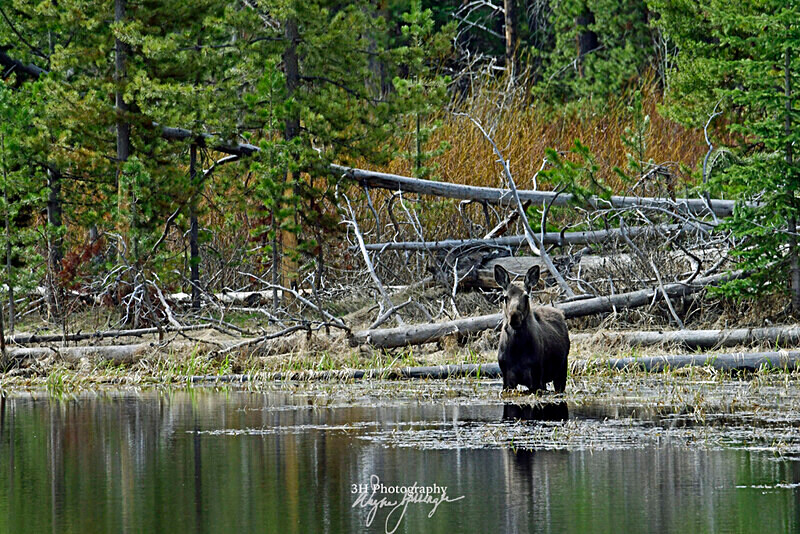 3HPhotography5-22-25_GTNP_1546_ - Grand Teton NP Spring Shoot - May 2025
